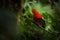 Cock-of-The-Rock, Rupicola peruvianus, red bird with fan-shaped crest perched on branch in its typical environment of tropical