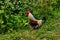 Cock. Rooster. Thai fighting cock in nature