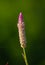 Cock`s comb plant flower isolated against the green soft background, close up detailed photograph of the beautiful nature, early