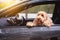 Cockapoo dog on car