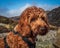 Cockapoo dog portrait in the outdoors