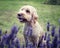 A Cockapoo dog sitting behind a lavender bush