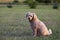 Cockapoo dog sitting in meadow