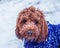 Cockapoo with face covered in snow