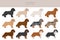 Cockapoo mix breed clipart. Different poses, coat colors set