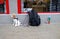 Cockapoo patiently waiting outside a shop