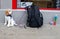 Cockapoo patiently waiting outside a shop