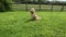 Cockapoo playing in garden on sunny day