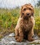 Cockapoo posing on a rock