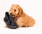 Cockapoo puppy with black shoe