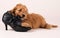 Cockapoo puppy with black shoe