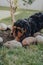 Cockapoo puppy digging the ground under a small tree in the garden