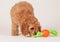 Cockapoo puppy with dog toy