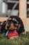 Cockapoo puppy plays with a watermelon slice-shaped chewy toy in a garden