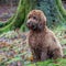 Cockapoo puppy sitting in the woods