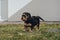 Cockapoo puppy standing on green grass in the garden