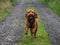 Cockapoo running on a country track