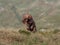 Cockapoo running on the hills