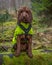 Cockapoo sitting on log in forest in Trossachs National Park