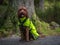 Cockapoo sitting on rock in Loch Ard forest