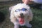 Cockapoo wearing sunglasses at the Doo Dah Parade, Pasadena, California