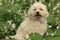 Cockapoo and white trilliums