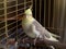 Cockatiel bird in a cage