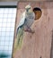 Cockatiel bird on perch