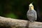 Cockatiel bird on a tree branch