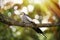 Cockatiel bird on a tree branch.