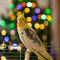 Cockatiel.Caring for pet.Bird.Animal.Feathered friend.Ornithology.Funny parrot.Wallpaper.Cute cockatiel.Home pet parrot.