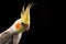 Cockatiel Crest Up, curious Happy parrot portrait in studio