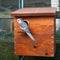 Cockatiel male and nest box