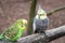 Cockatiel  Nymphicus hollandicus and budgerigar