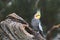 Cockatiel - Nymphicus hollandicus - portrait