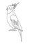 Cockatiel parrot bird. Editable outline stroke. Vector line illustration.