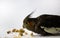 Cockatiel parrot eats millet or food on a white background. Gray parrot eats on a white background.