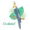 Cockatiel parrot Vector illustration. Cartoon bird isolated on white background