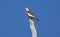 Cockatiel perched on branch with blue sky background