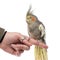 Cockatiel perched on a finger