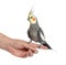 Cockatiel perched on a hand, isolated