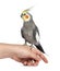 Cockatiel perched on a hand, isolated