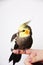 Cockatiel perched on a hand on white background