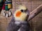 Cockatiel Portrait, Cute Curious Young Cinnamon Cockatiel Close up.