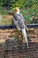 Cockatiel In a Southeast Florida Zoo Aviary