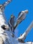 Cockatiels at a nest in Queensland