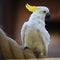 Cockatoo