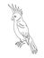 Cockatoo bird. Editable outline stroke. Vector line illustration.