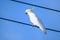 Cockatoo bird standing on a wire