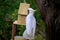 Cockatoo on a birdhouse